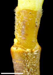 Veronica topiaria. Portion of young stem showing bifarious pubescence. Scale = 1 mm.
 Image: P.J. Garnock-Jones © P.J. Garnock-Jones CC-BY-NC 3.0 NZ